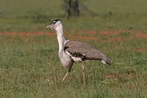 Bustard: 80199418 Australian Bustard - male Queensland, Australia