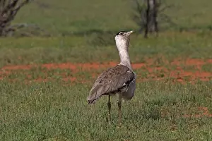 Bustard: 80199419 Australian Bustard - male Queensland, Australia