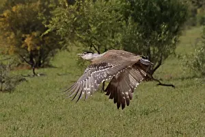 Bustard: 80199420 Australian Bustard - male in flight Queensland