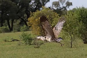 Bustard: 80199421 Australian Bustard - male in flight Queensland