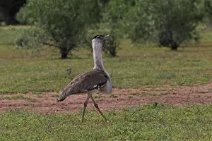 Bustard: 80199422 Australian Bustard - male Queensland, Australia