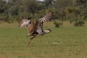 Bustard: 80199423 Australian Bustard - male in flight Queensland