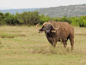 Buffalo: 80199885 African Buffalo - old bull Solio Ranch