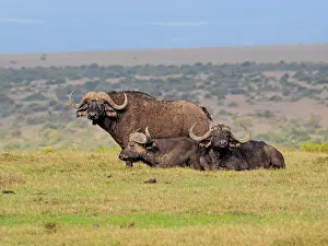 Buffalo: 80199886 African Buffalo - group of bulls resting