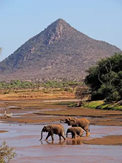 Uaso: 80199887 African Elephant - herd crossing Uaso Nyiro