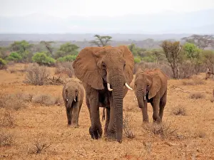 Samburu: 80199888 African Elephant - cow and calves walking