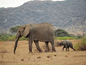Samburu: 80199889 African Elephant - cow and calf Samburu