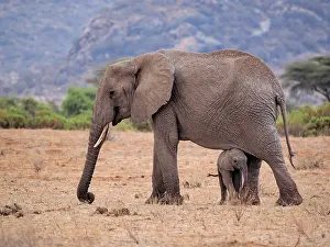 Samburu: 80199890 African Elephant - cow and calf Samburu