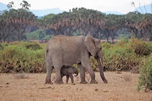 Samburu: 80199891 African Elephant - cow and calf Samburu