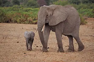 Samburu: 80199892 African Elephant - cow and calf Samburu