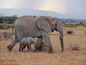 Samburu: 80199893 African Elephant - cow and calf Samburu
