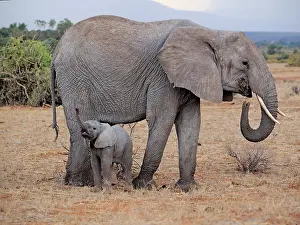 Samburu: 80199894 African Elephant - cow and calf Samburu