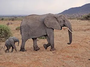 Samburu: 80199895 African Elephant - cow and calf Samburu