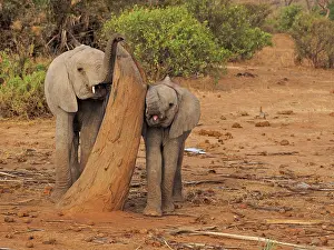 Samburu: 80199896 African Elephant - two calves together