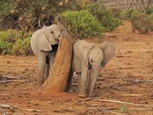 Samburu: 80199897 African Elephant - two calves together