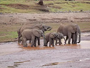 Samburu: 80199898 African Elephant - herd drinking in Uaso