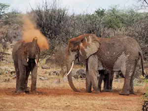 Samburu: 80199899 African Elephant - dusting himself with