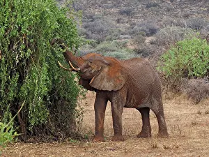 Samburu: 80199900 African Elephant - feeding on tree Samburu