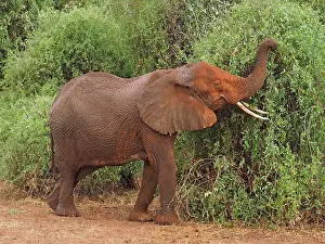 Samburu: 80199901 African Elephant - feeding on tree Samburu