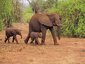 Samburu: 80199902 African Elephant - cow and calves walking