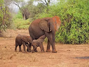 Samburu: 80199903 African Elephant - cow and calves walking