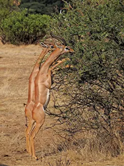 Samburu: 80199904 Gerenuk - male and female standing on hind