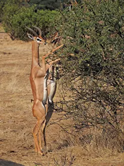 Samburu: 80199905 Gerenuk - male and female standing on hind