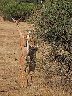 Samburu: 80199906 Gerenuk - female standing on hind legs