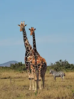 Reticulated: 80199907 Reticulated Giraffe - pair with Zebra in