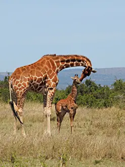 Reticulated: 80199908 Reticulated Giraffe - mother caressing