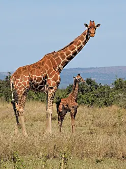 Reticulated: 80199909 Reticulated Giraffe - mother and young