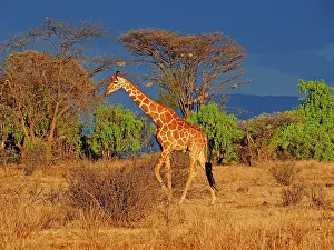 Reticulated: 80199910 Reticulated Giraffe - bull Samburu Game