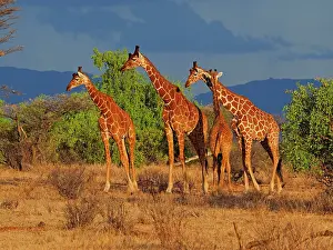 Reticulated: 80199911 Reticulated Giraffe - group Samburu Game