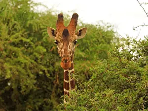 Reticulated: 80199912 Reticulated Giraffe - close up Samburu