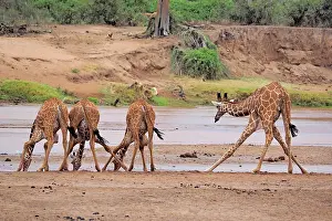 Reticulated: 80199913 Reticulated Giraffe - group drinking at