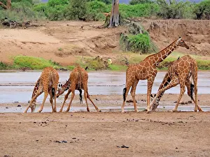 Reticulated: 80199914 Reticulated Giraffe - group drinking at