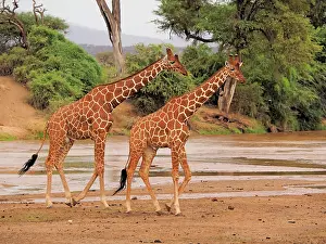 Reticulated: 80199915 Reticulated Giraffe - two bulls walking