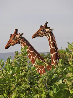 Reticulated: 80199916 Reticulated Giraffe - two bulls close up