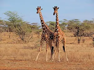 Reticulated: 80199917 Reticulated Giraffe - two bulls Samburu