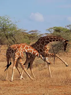 Reticulated: 80199918 Reticulated Giraffe - two bulls fighting