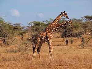 Reticulated: 80199919 Reticulated Giraffe - two bulls Samburu