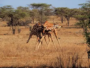 Reticulated: 80199920 Reticulated Giraffe - two bulls fighting