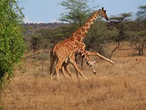 Reticulated: 80199921 Reticulated Giraffe - two bulls fighting