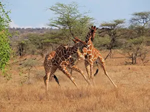 Reticulated: 80199922 Reticulated Giraffe - two bulls fighting
