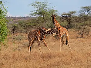 Reticulated: 80199923 Reticulated Giraffe - two bulls fighting