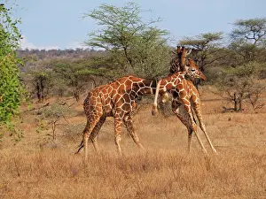 Reticulated: 80199924 Reticulated Giraffe - two bulls fighting