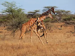 Reticulated: 80199925 Reticulated Giraffe - two bulls fighting