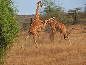 Reticulated: 80199926 Reticulated Giraffe - two bulls fighting