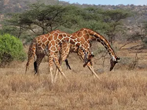 Reticulated: 80199927 Reticulated Giraffe - two bulls fighting