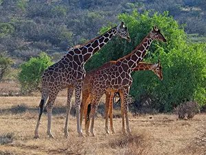 Reticulated: 80199928 Reticulated Giraffe - group Samburu Game
